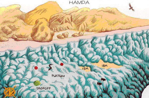 HAMDA