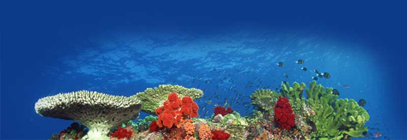 Hurghada nurkowanie