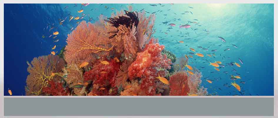 hurghada nurkowanie